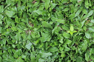green leaves background