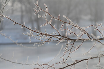 Fototapeta na wymiar A close-up of a tree branches in hoarfrost against the background of a blurry snow-covered winter forest in defocus.