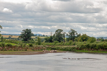 Canadian geese and sheep by the lakeshore.