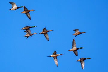 Spot-billed Duck in Shanghai