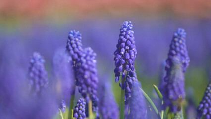 beautiful lavender field in france