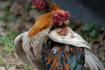 Two angry wild roosters fighting, close up, Thailand