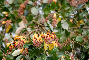 Palm Tanager birds in an unusual and exotic tropical tree  known as the swamp or water immortelle,...
