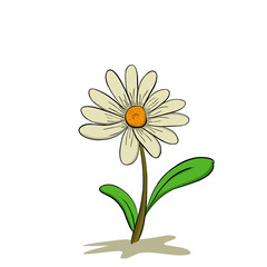 Beautiful white daisy in bloom