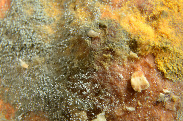 Microphoto of mould on white bread, focus on foreground.