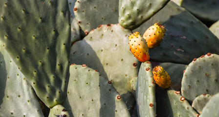 Kwitnienie Kaktusa, - obrazy, fototapety, plakaty