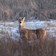 Deer Pausing to Say Hello in the Winter Landscape