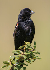 Long-tailed Widowbird, Pilanesberg National Park