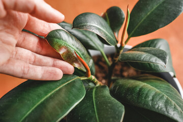 ficus elastic or rubber-bearing with damaged, deformed, uneven leaves, plant diseases, plant care,...
