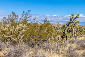 Joshua, nature, national park, california, rock, tree, park, us, beauty, countryside, blue, hill, joshua, natural, north america, stone, mojave, sky, geologic, heaven, landscape, vale, mountain, wilde