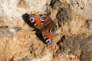 Peacock butterfly sitting on a stone wall, also called Aglais io