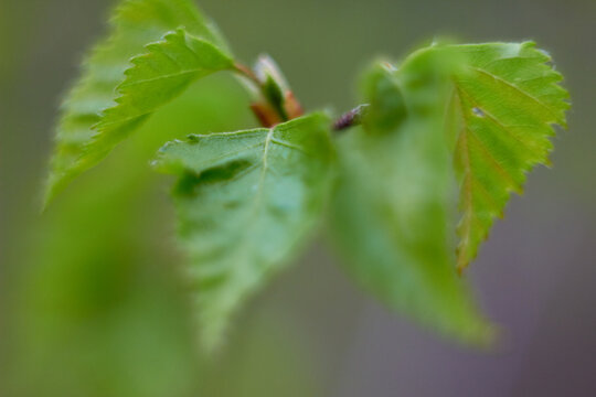 Fresh young green leaves of a tree branch, grow in spring. Beauty of nature. Spring, youth, growth concept.
