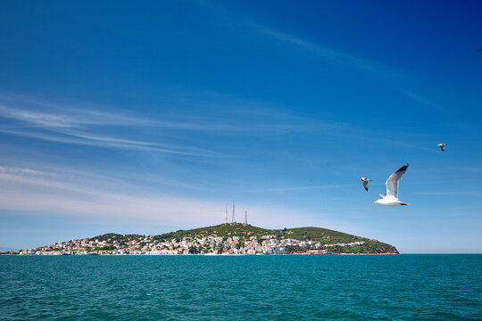 A seagull flies over the sea past the island. Island with houses in the sea, Blue sea and blue sky. The Sea of Marmara, Burgazada, Prince Islands, Istanbul, Turkey