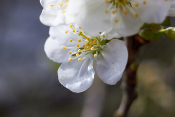 Spring nature background. 
Plum flower tree in the garden, spring bloom. 