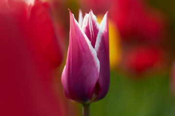 Beautiful colorful tulips at the tulip festival. Beauty of nature. Spring, youth, growth concept.
