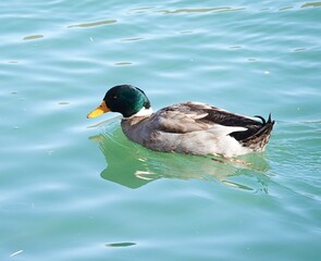 duck in the water