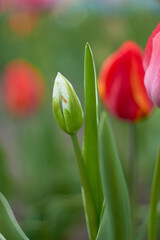 Fototapeta premium Beautiful colorful tulips at the tulip festival. Beauty of nature. Spring, youth, growth concept. 