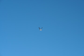 eagle in flight