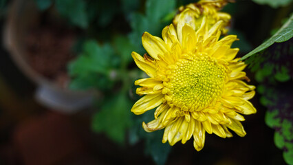 close up of yellow flower
