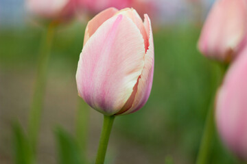 Tulip colorful pink flower with green leaves background in tulip festival. Beauty of nature. Spring, youth, growth concept.