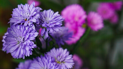 Fototapeta premium close up of a purple flower