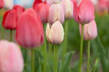 Fototapeta premium Beautiful colorful tulips at the tulip festival. Beauty of nature. Spring, youth, growth concept. 