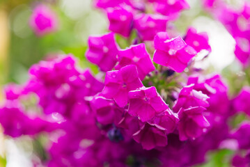 Fototapeta na wymiar Delicate phlox flowers. Flowering garden phlox, perennial or summer phlox in the garden on a sunny day. 