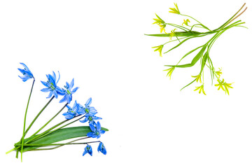 Spring postcard with Scilla siberica flowers and yellow gagea lutea flowers