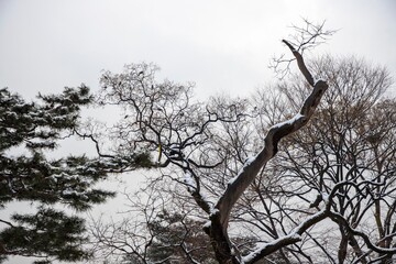창덕궁