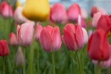 Fototapeta premium Beautiful colorful tulips at the tulip festival. Beauty of nature. Spring, youth, growth concept. 