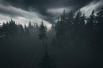 Dirt road with tire tracks in dark misty pine forest under a cloudy sky. Aerial. 3D render.