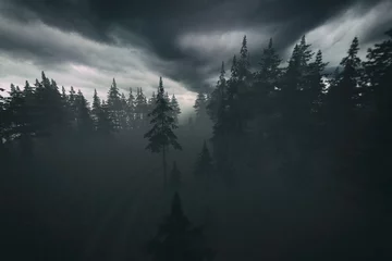 Fototapete Wald im Nebel Schotterweg mit Reifenspuren im dunklen, nebligen Kiefernwald unter einem bewölkten Himmel. Antenne. 3D-Rendering.