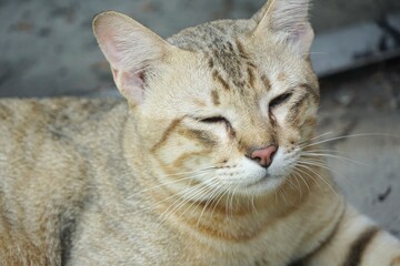 close up cute tabby cat on the ground