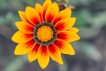close-up photo of a beautiful garden gazania flower (Gazania linearis)	
