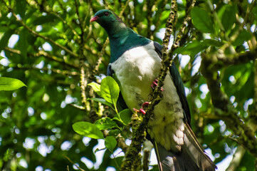 A kererū (Hemiphaga novaeseelandiae) or New Zealand pigeon, the largest pigeon species in the world
