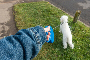 First person perspective of a hand holding a retractable dog lead, walking a small white dog.