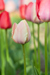 Beautiful colorful tulips at the tulip festival. Beauty of nature. Spring, youth, growth concept.
