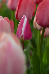 Pink tulips at the Tulip Festival. Beauty of nature. Spring, youth, growth concept.