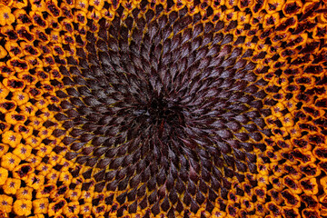 close up of sunflower pollen background