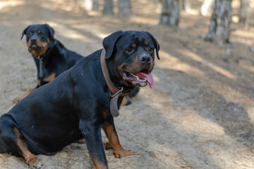Two big black dogs sit on a path in the woods.