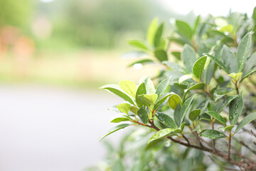  leaf