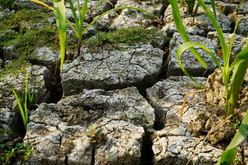 Dry and barren soil in a prolonged dry season causes the soil to crack. In such a season only crops such as corn can still grow.