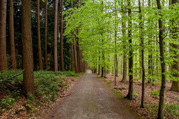 Deciduous and evergreen woodlands divided by a dirt road