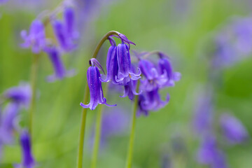 Hyacinthoides non-scripta (Bluebell) flowers