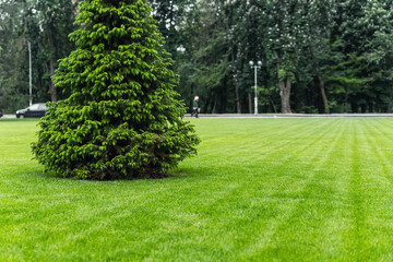 One fresh bright spruce tree growing on manicured mowed green grass lawn field at yard, city park or gold course on sunny day. Formal british garden and landscaping design. Lawn care serivce concept