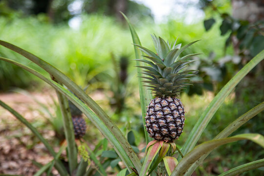 a pineapple starting to ripen on its branch