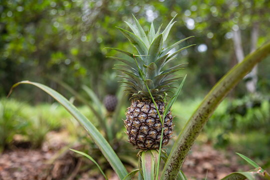 a pineapple starting to ripen on its branch