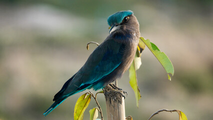 Indian roller,perched on branches looking for food.