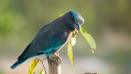 Indian roller,perched on branches looking for food.