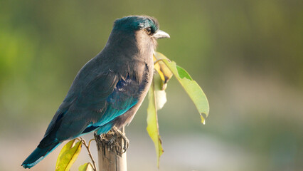 Indian roller,perched on branches looking for food.